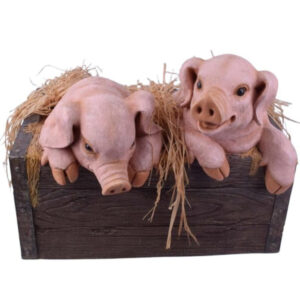 Riesige Schweinchen in Kiste